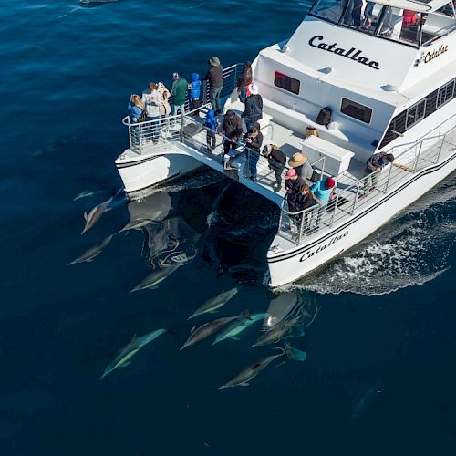 A boat named Catalina with people observing a group of dolphins swimming alongside it on a clear day.
